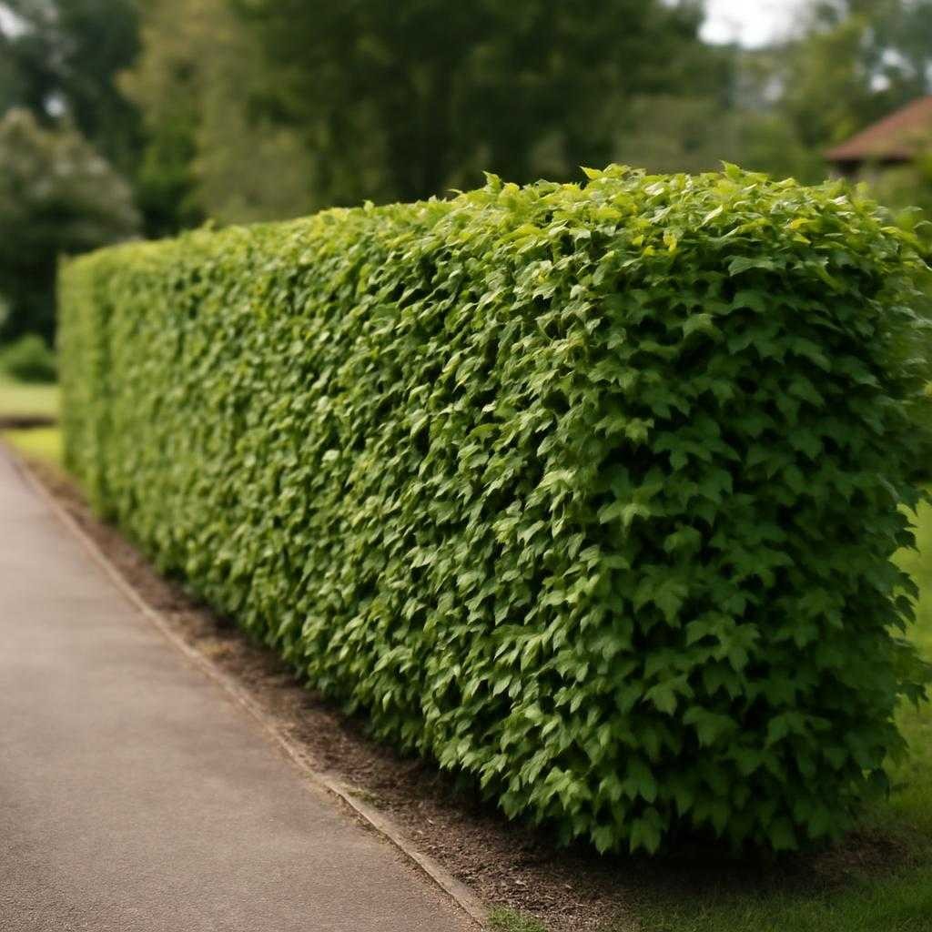 живая изгородь