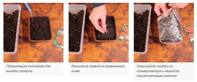 сеять примулу в январе
