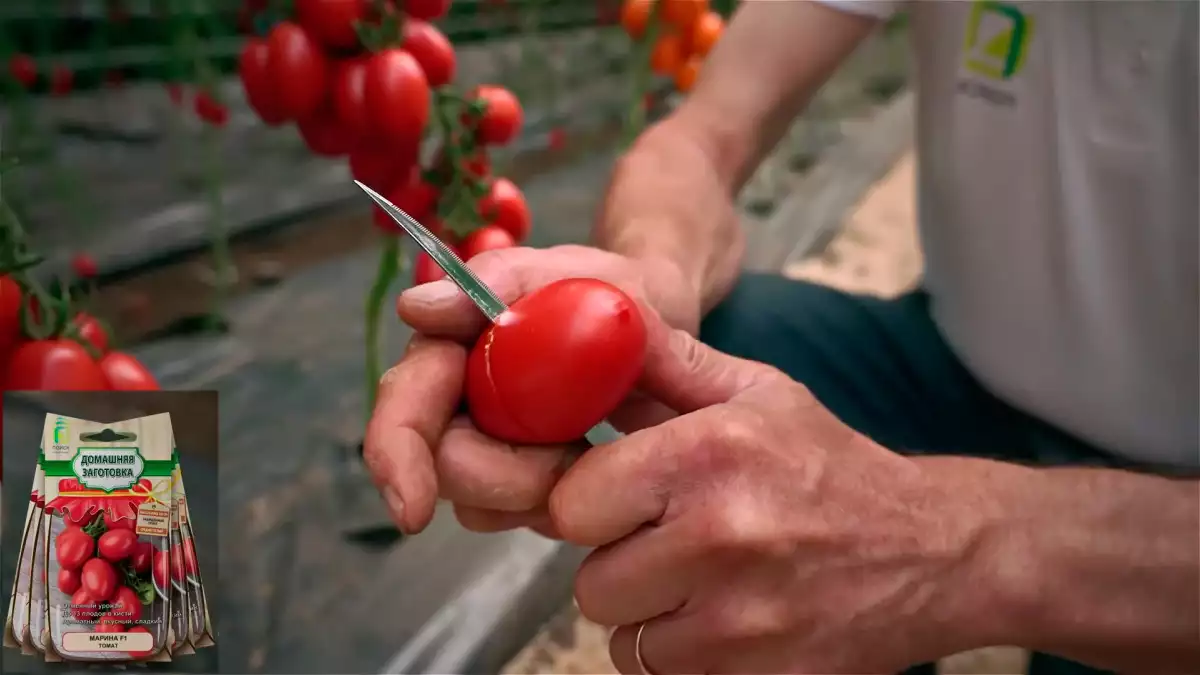 Гибрид томата F1 Марина