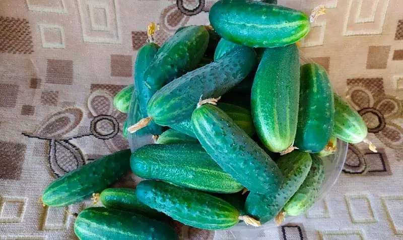 Почему горчат огурцы - пять причин