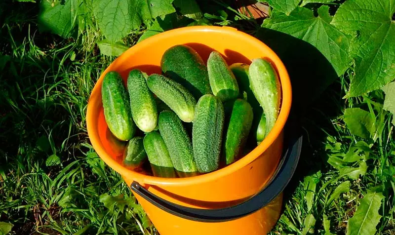 Почему горчат огурцы - пять причин