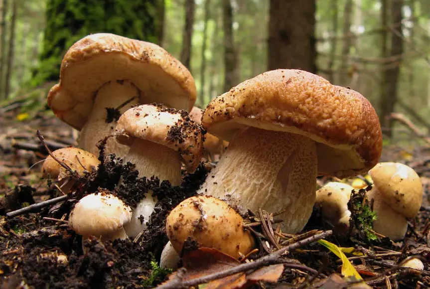 Белые грибы в Сибири