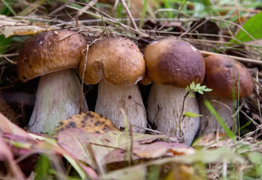 Белые грибы в Сибири