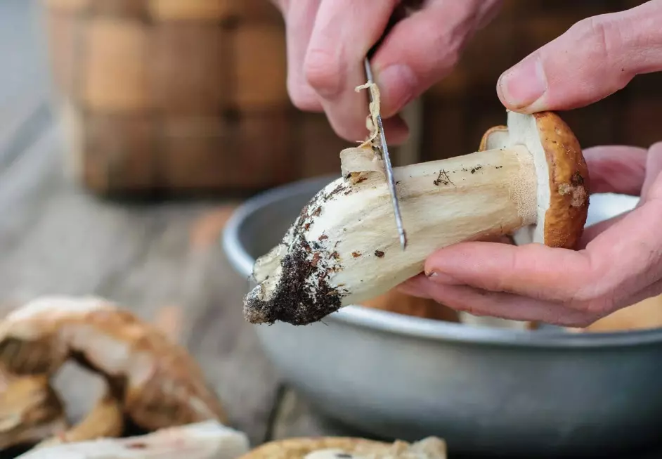 Белые грибы в Сибири