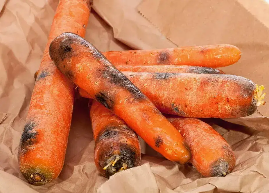 Альтернариоз - черная гниль