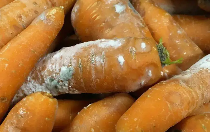 Белая гниль на моркови