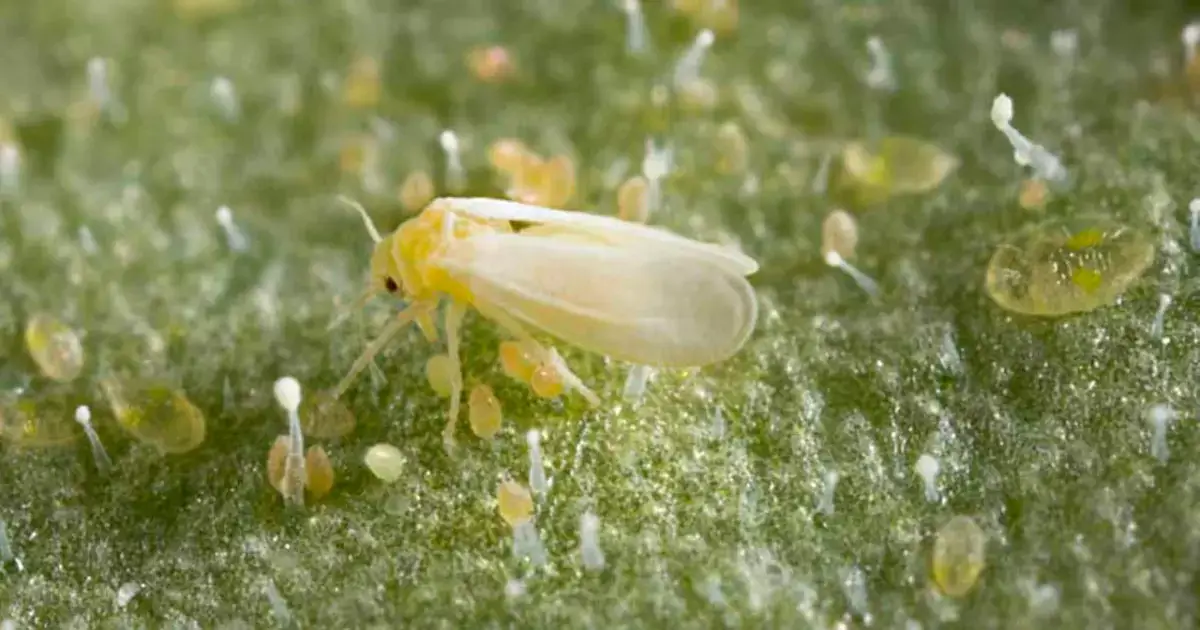 белокрылка