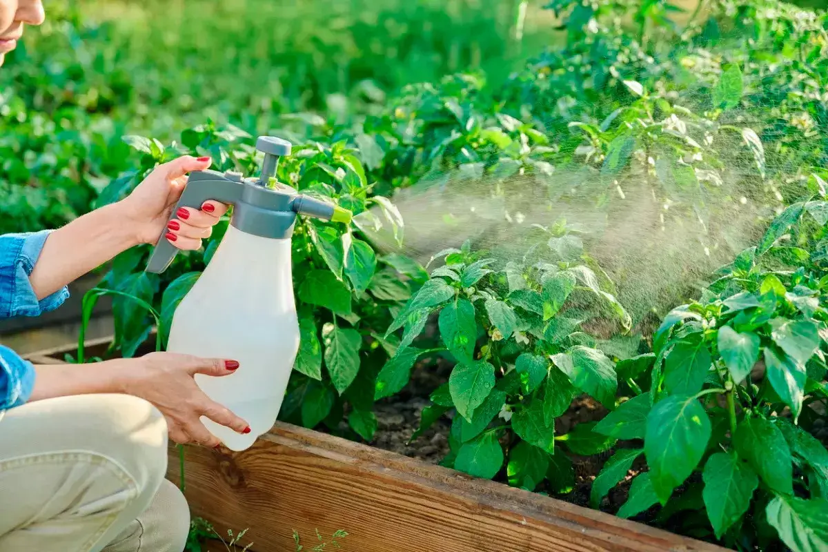 как уничтожить белокрылку